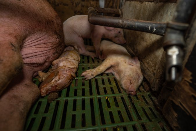 Finniss Park Piggery 2025
