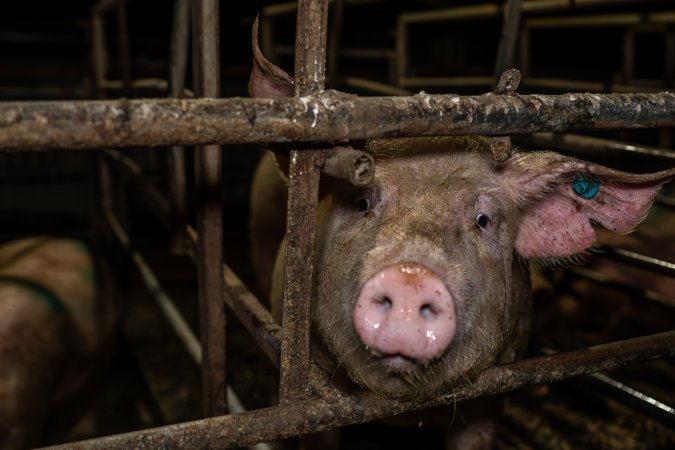 Finniss Park Piggery 2025