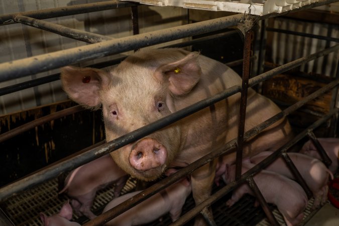 Finniss Park Piggery 2025