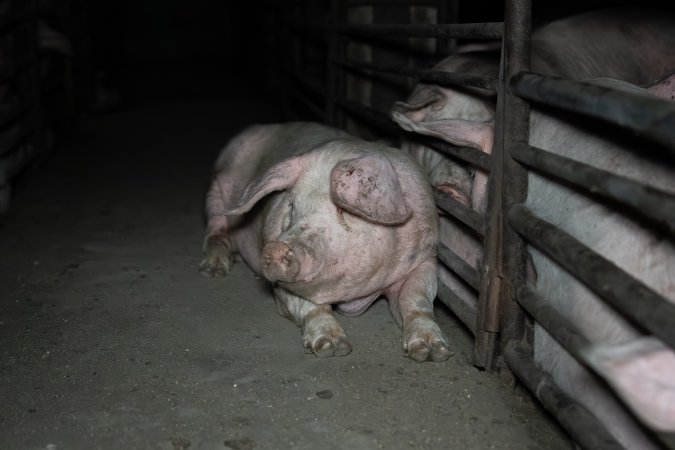 Two Wells Piggery