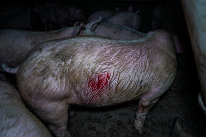 Two Wells Piggery