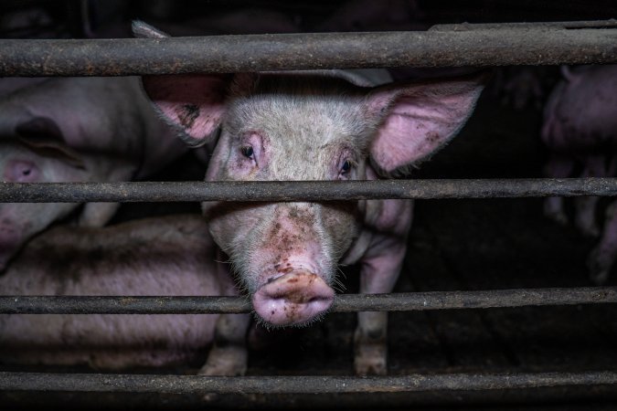 Two Wells Piggery