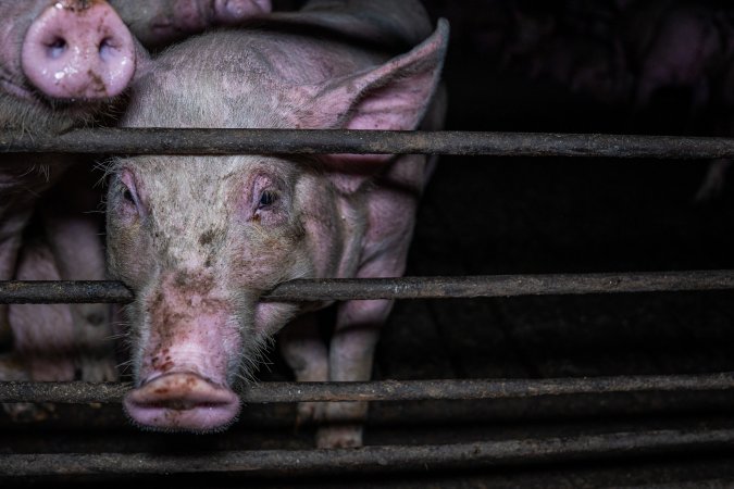 Two Wells Piggery