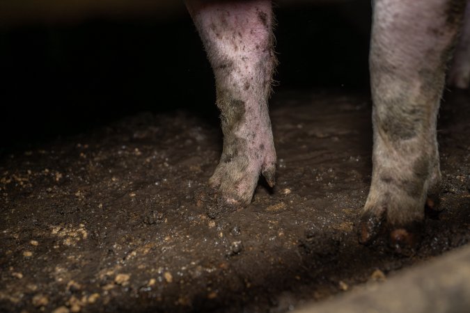 Two Wells Piggery