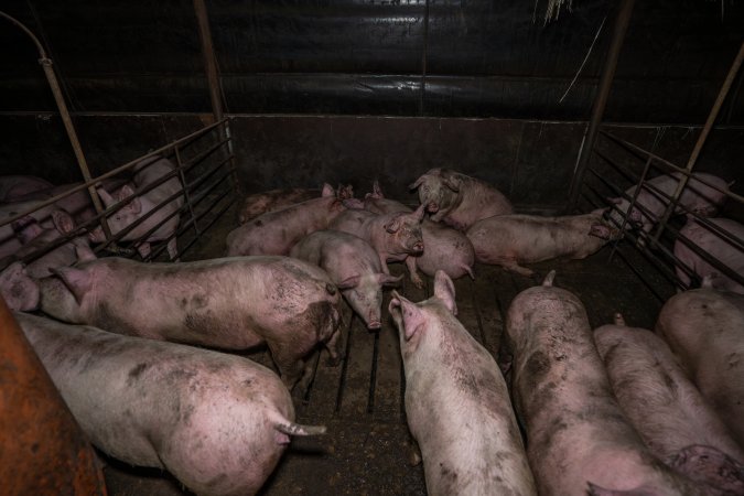 Two Wells Piggery