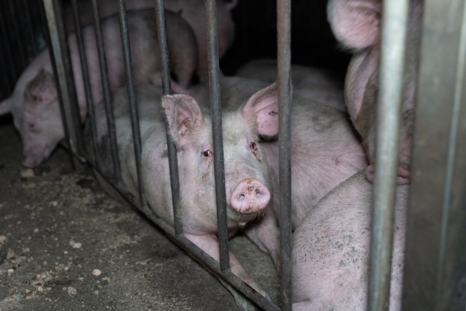 Andgar Piggery, Dublin SA (August 2025)