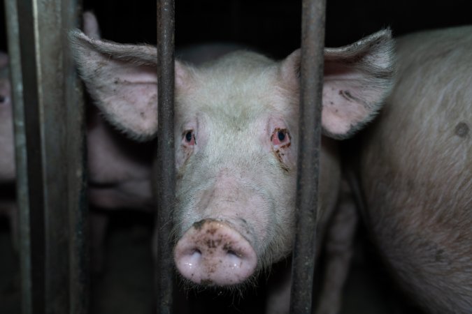 Andgar Piggery, Dublin SA (August 2025)