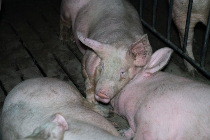 Andgar Piggery, Dublin SA (August 2025)