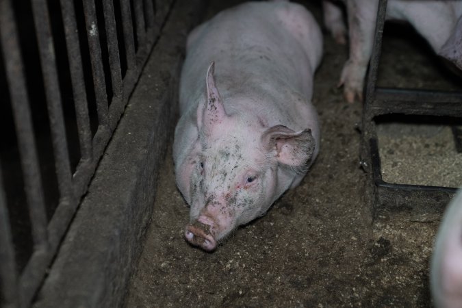 Andgar Piggery, Dublin SA (August 2025)