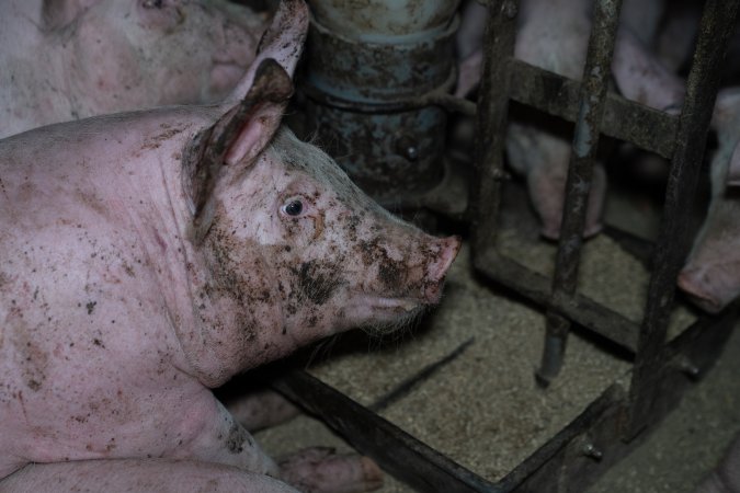 Andgar Piggery, Dublin SA (August 2025)