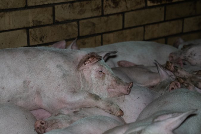 Andgar Piggery, Dublin SA (August 2025)