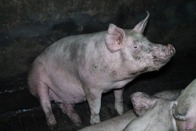 Andgar Piggery, Dublin SA (August 2025)