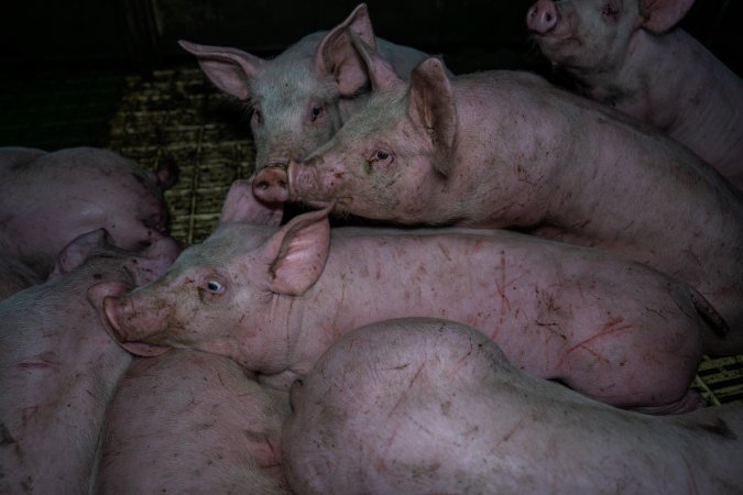 Andgar Piggery, Dublin SA (August 2025)