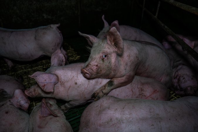 Andgar Piggery, Dublin SA (August 2025)