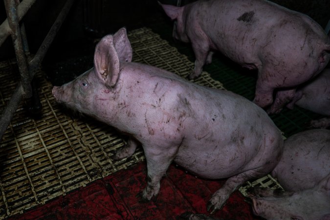 Andgar Piggery, Dublin SA (August 2025)