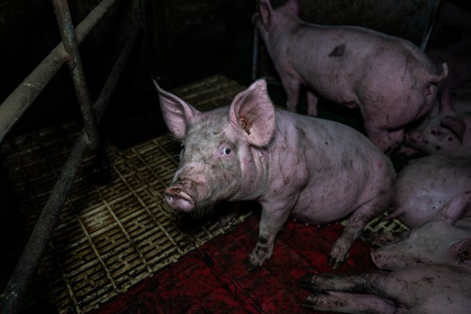 Andgar Piggery, Dublin SA (August 2025)
