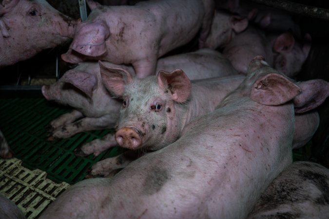 Andgar Piggery, Dublin SA (August 2025)