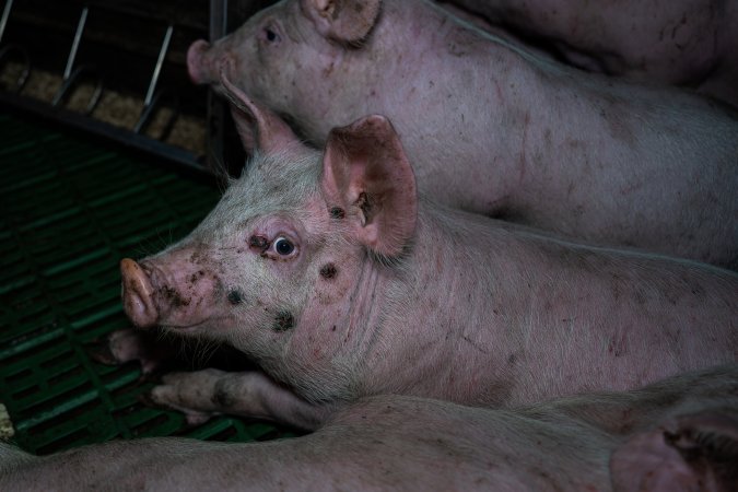 Andgar Piggery, Dublin SA (August 2025)