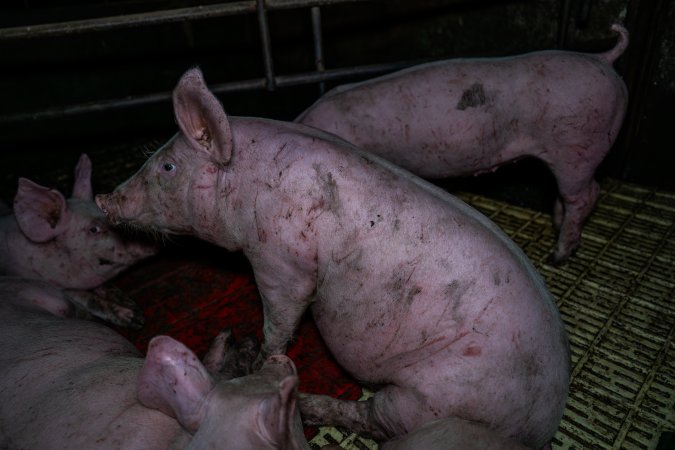 Andgar Piggery, Dublin SA (August 2025)