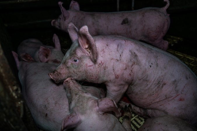 Andgar Piggery, Dublin SA (August 2025)