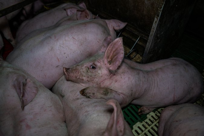 Andgar Piggery, Dublin SA (August 2025)