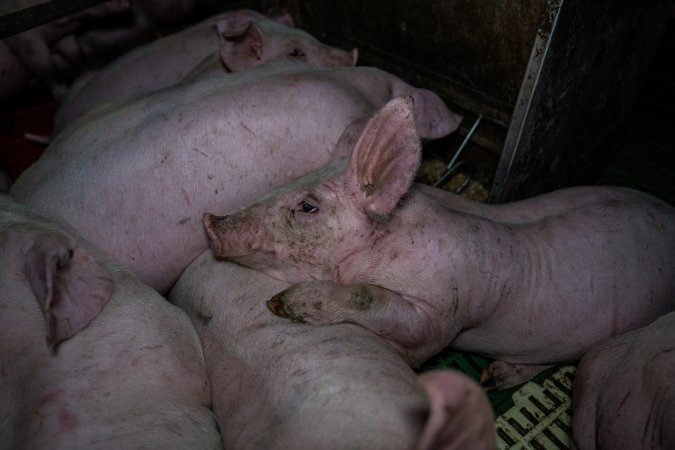 Andgar Piggery, Dublin SA (August 2025)