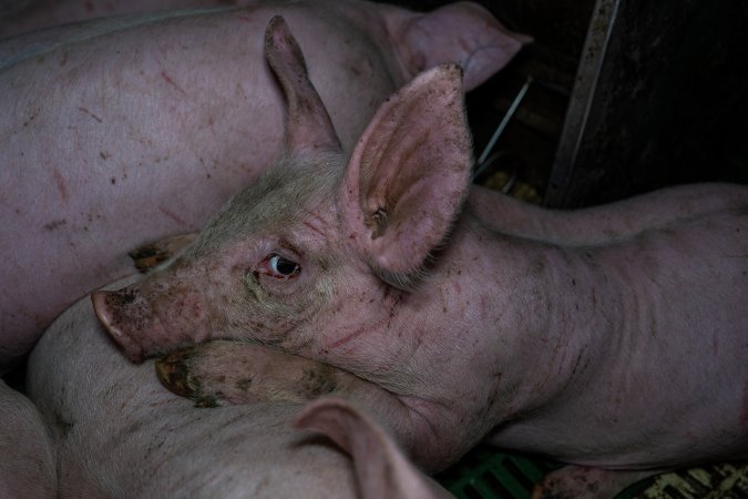 Andgar Piggery, Dublin SA (August 2025)