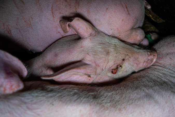 Andgar Piggery, Dublin SA (August 2025)