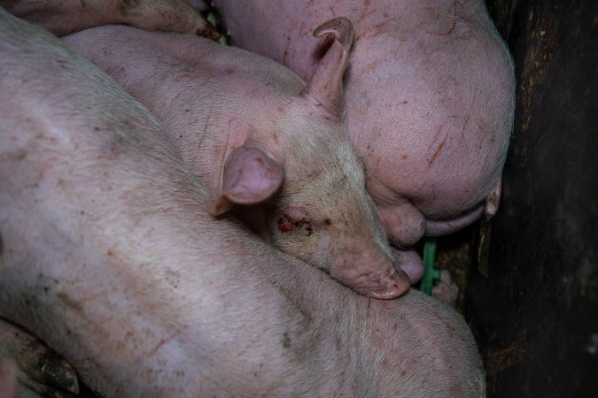 Andgar Piggery, Dublin SA (August 2025)