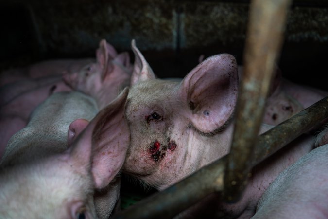 Andgar Piggery, Dublin SA (August 2025)