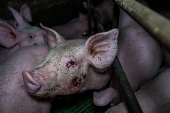 Andgar Piggery, Dublin SA (August 2025)
