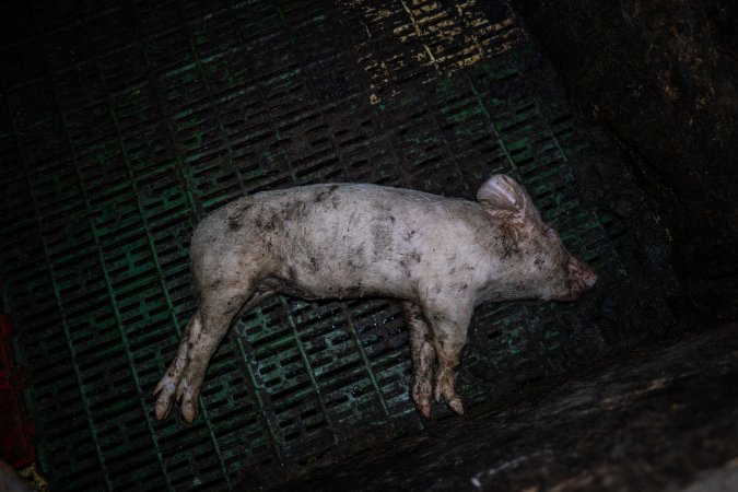 Andgar Piggery, Dublin SA (August 2025)
