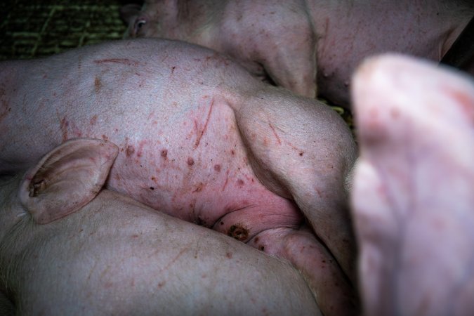 Andgar Piggery, Dublin SA (August 2025)