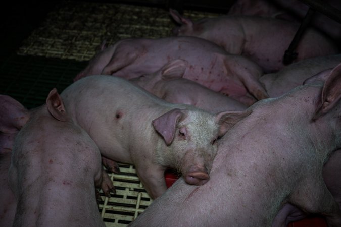 Andgar Piggery, Dublin SA (August 2025)