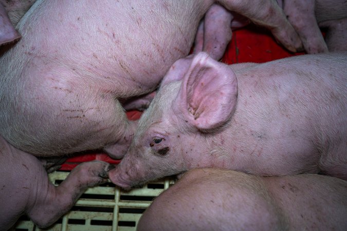 Andgar Piggery, Dublin SA (August 2025)