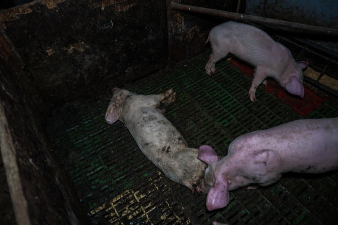 Andgar Piggery, Dublin SA (August 2025)