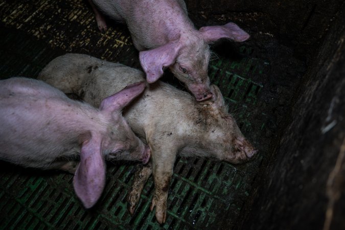 Andgar Piggery, Dublin SA (August 2025)