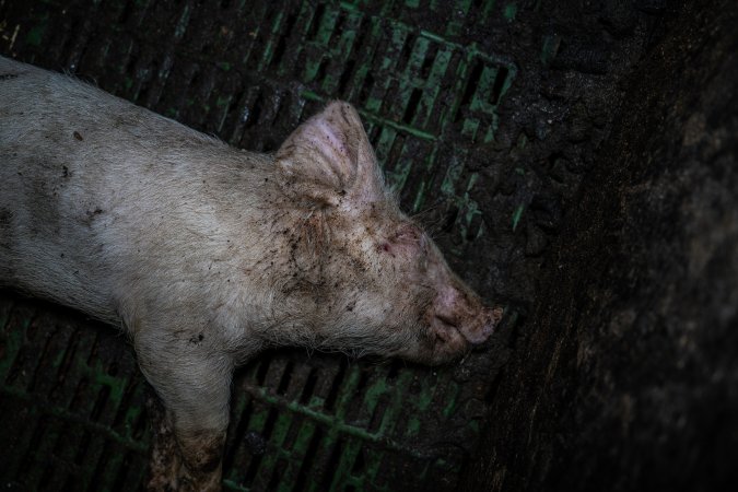 Andgar Piggery, Dublin SA (August 2025)