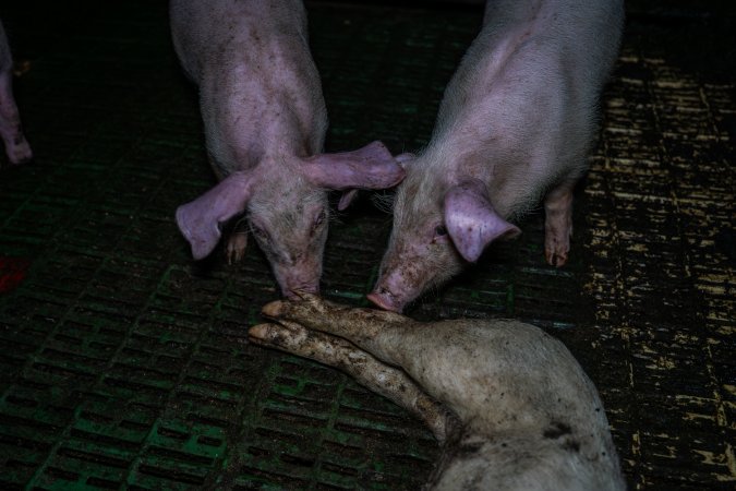 Andgar Piggery, Dublin SA (August 2025)