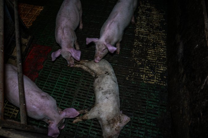 Andgar Piggery, Dublin SA (August 2025)