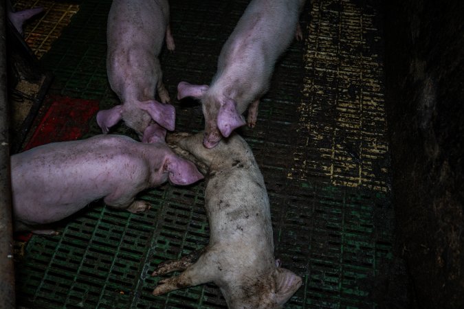 Andgar Piggery, Dublin SA (August 2025)