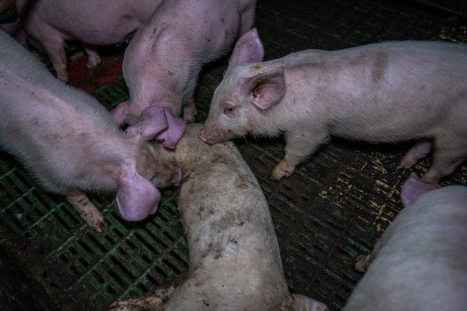 Andgar Piggery, Dublin SA (August 2025)