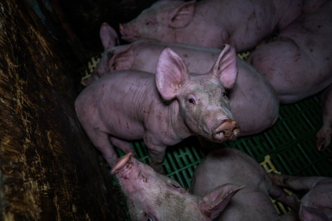 Andgar Piggery, Dublin SA (August 2025)