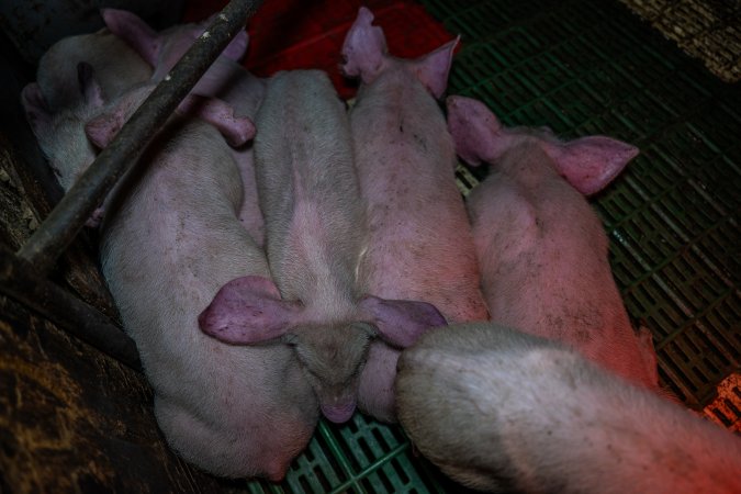 Andgar Piggery, Dublin SA (August 2025)
