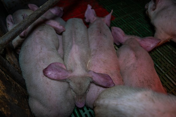Andgar Piggery, Dublin SA (August 2025)