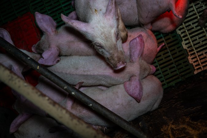 Andgar Piggery, Dublin SA (August 2025)