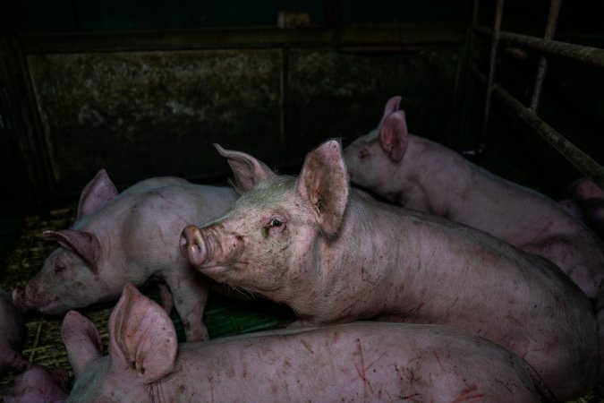 Andgar Piggery, Dublin SA (August 2025)