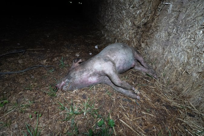 Andgar Piggery, Dublin SA (August 2025)
