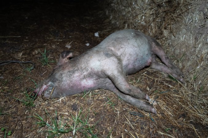 Andgar Piggery, Dublin SA (August 2025)
