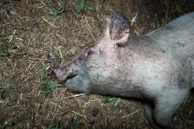 Andgar Piggery, Dublin SA (August 2025)